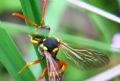 Nomada fucata (cfr.)